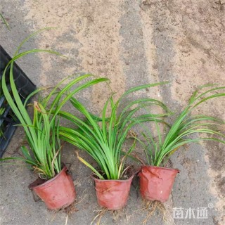 高度40厘米萱草