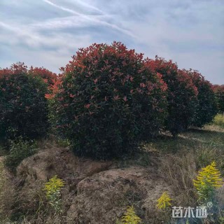 冠幅250厘米红叶石楠球