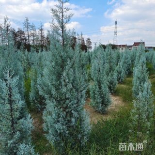 3公分蓝冰柏棒棒糖