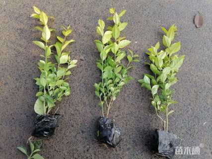 高度35厘米金叶女贞