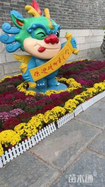 高度25厘米菊花