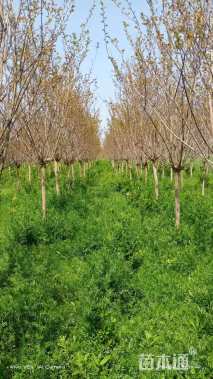 高度300厘米速生玫红紫薇