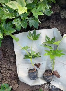 高度20厘米八角金盘