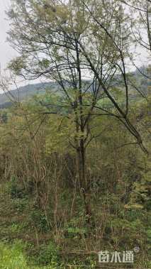 15公分蓝花楹