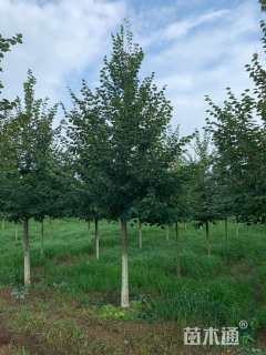 3公分欧洲小叶椴