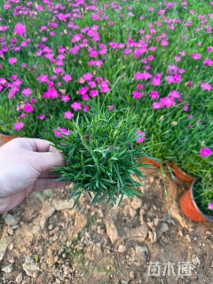 高度10厘米欧石竹