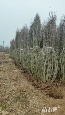 高度400厘米丛生木槿