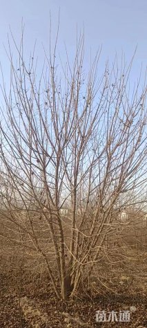 高度400厘米丛生五角枫