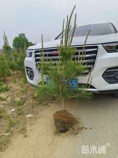 高度80厘米侧柏