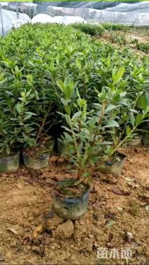 高度35厘米毛鹃