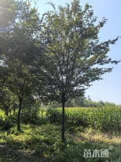 20公分榉树