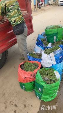 高度20厘米丛生福禄考