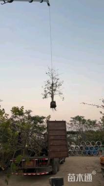 15公分大腹木棉