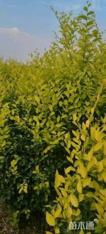 冠幅150厘米金叶榆球