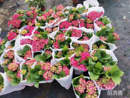 高度30厘米绣球