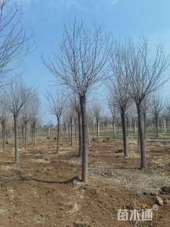 12公分秋紫白蜡