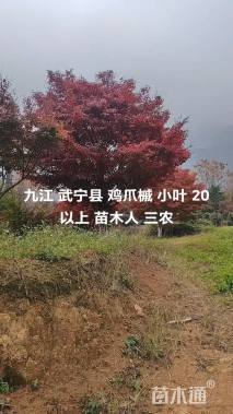 25公分鸡爪槭