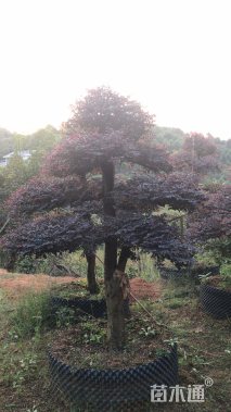 15公分造型红花继木桩