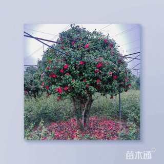 高度200厘米茶花