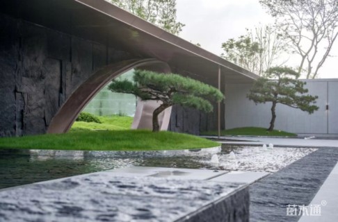 15公分造型黑松