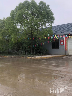 22公分香樟