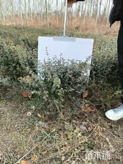 冠幅200厘米火棘球
