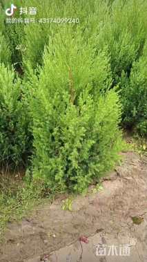 高度70厘米河南桧