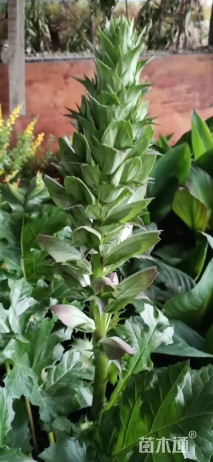 莨力花(虾蟆花、蛤蟆花)