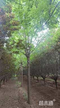 15公分白蜡