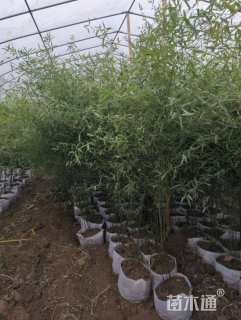 容器苗楠竹