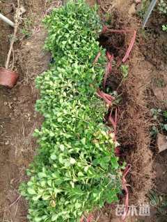 高度40厘米瓜子黄杨