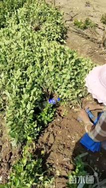 高度50厘米卫矛