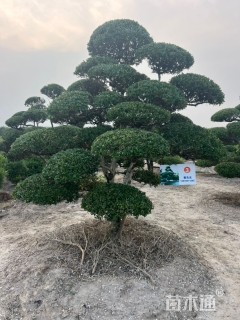 10公分造型瓜子黄杨