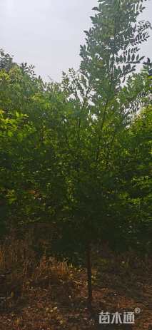 高度400厘米丛生金枝槐