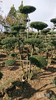 5公分造型小叶女贞