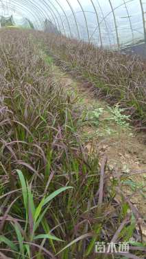 高度15厘米紫叶狼尾草
