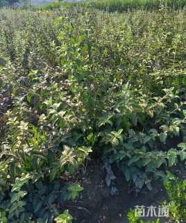 高度150厘米木绣球