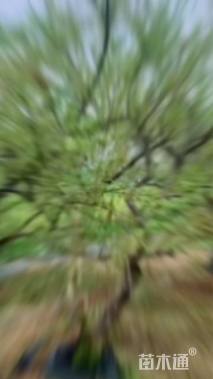 高度300厘米丛生石榴