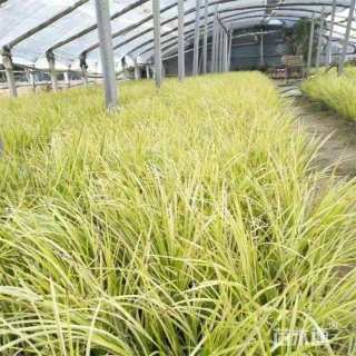 高度23厘米菖蒲