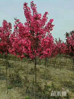 5.5公分北美海棠