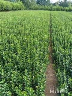 40厘米大叶扶芳藤