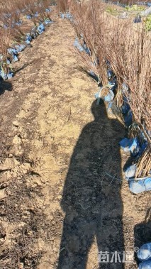 高度80厘米珍珠梅