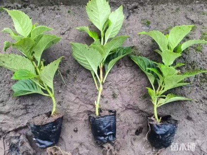 高度30厘米八仙花