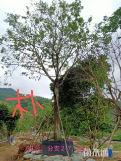 33公分朴树