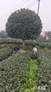 14公分高杆桂花