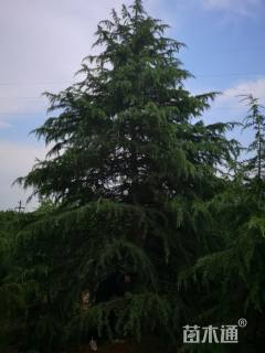 高度500厘米雪松