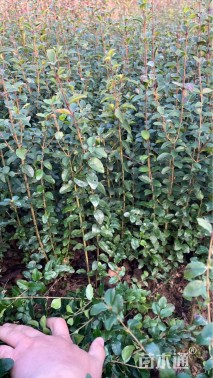 高度51厘米小叶女贞