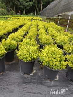 高度20厘米金叶满天星