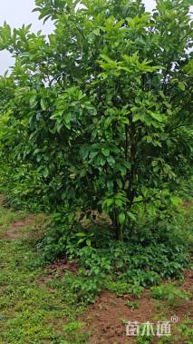 15公分柚子树