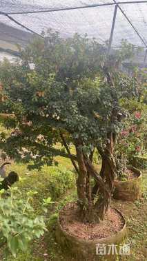 高度400厘米杜鹃